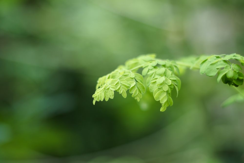 moringa olejodarna